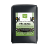 Pina Colada Green Tea